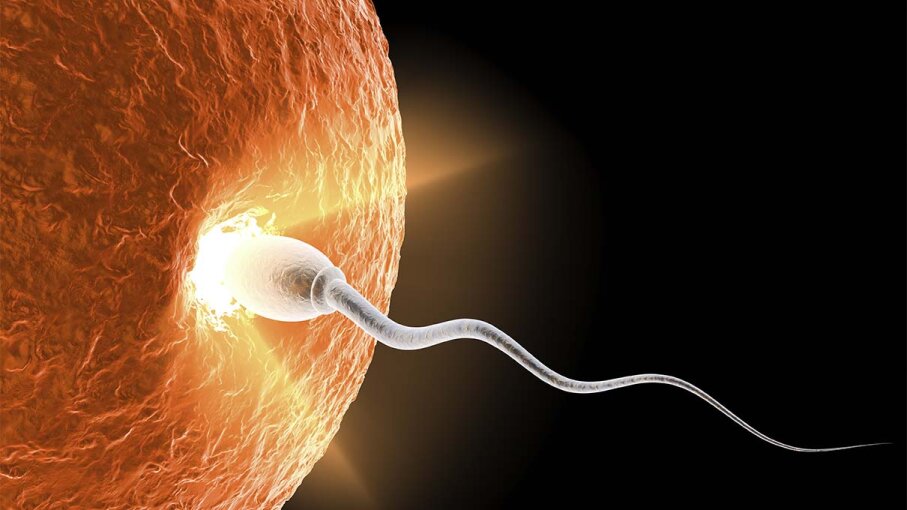 Sperm meeting ovum pics