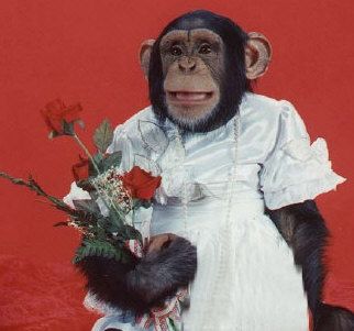 Funny pictures of monkeys getting married