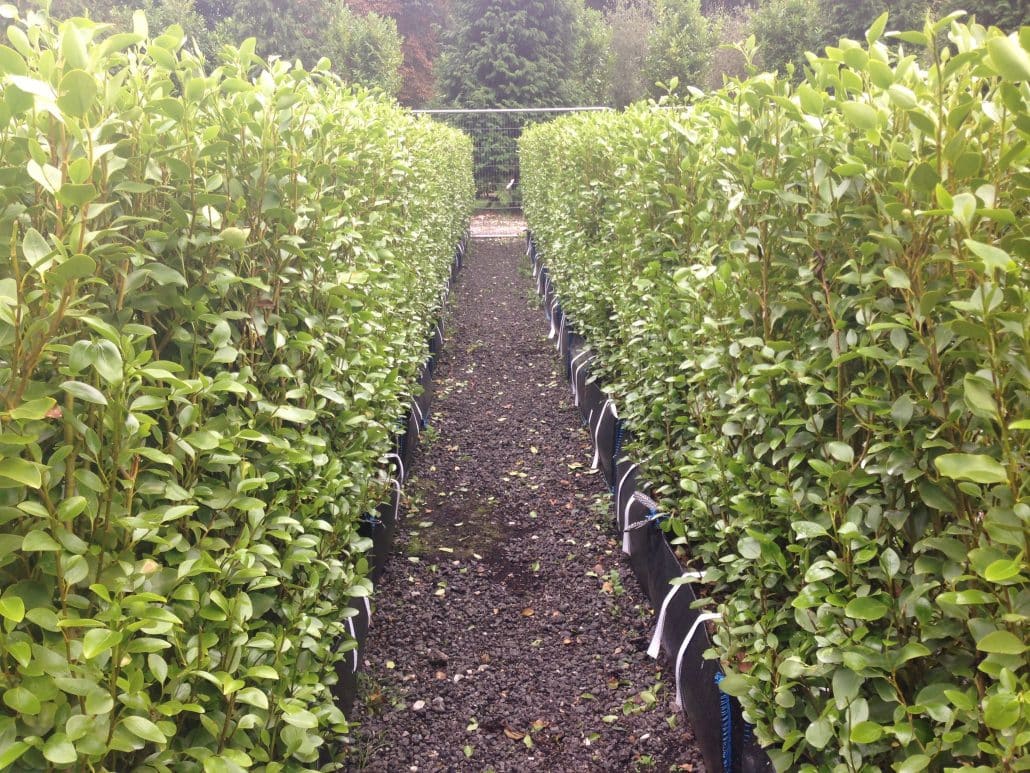 Semi mature hedging plants