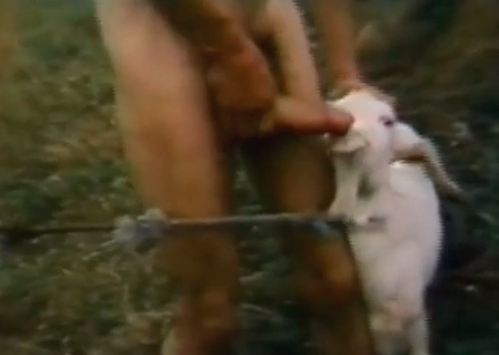 A goat pussy in porn