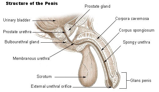How to grow big penis