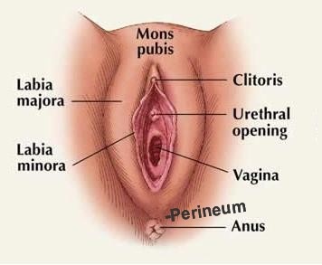 Where to stick penis in pussy
