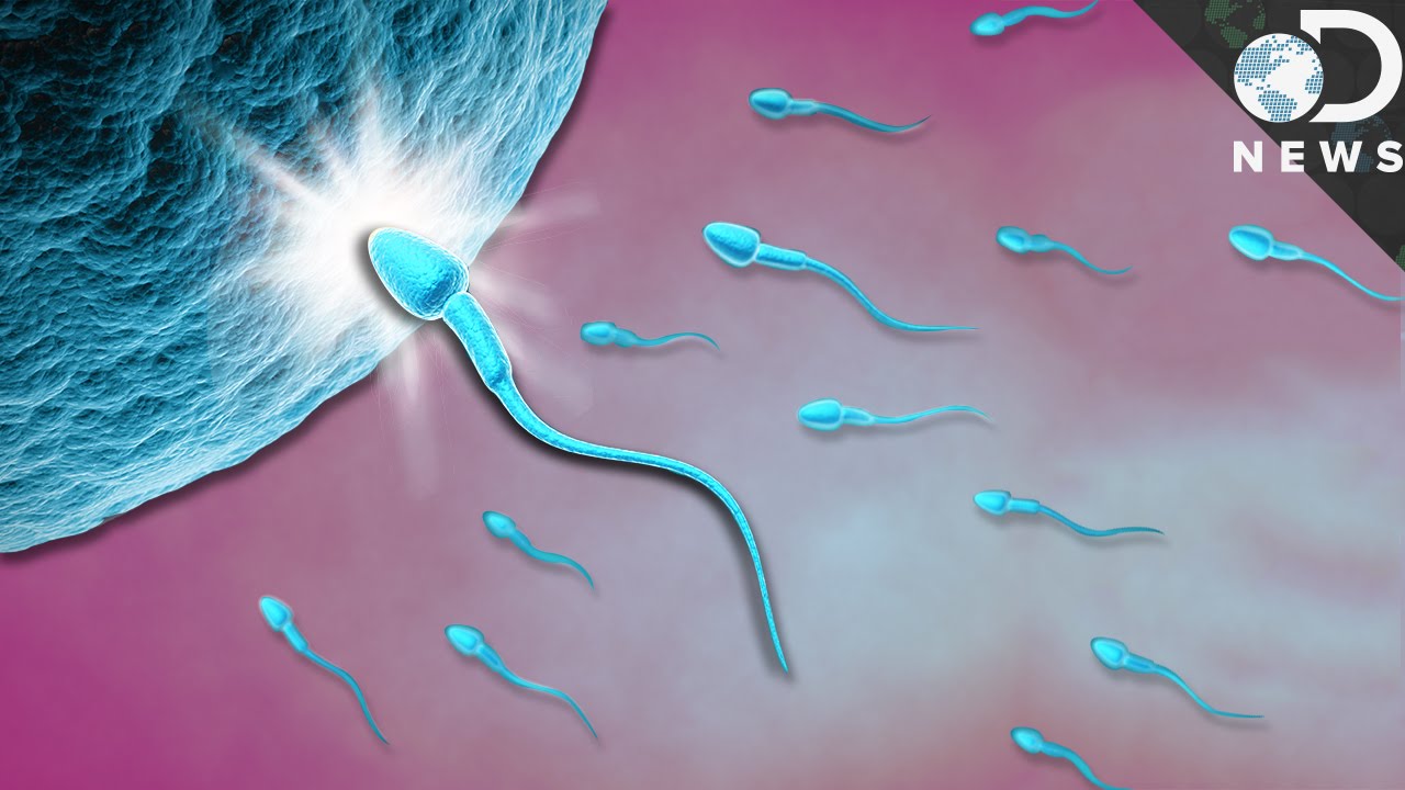 Sperm meeting ovum pics