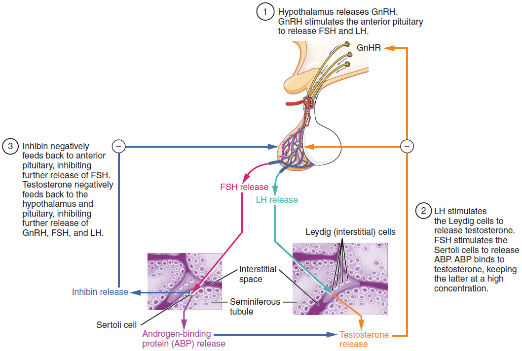 How is sperm production regulated