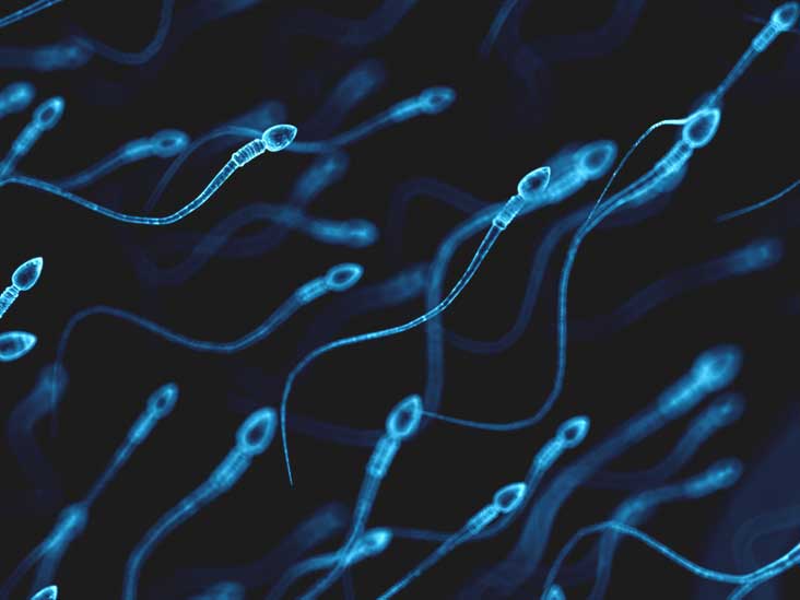 Life of sperm outside the body