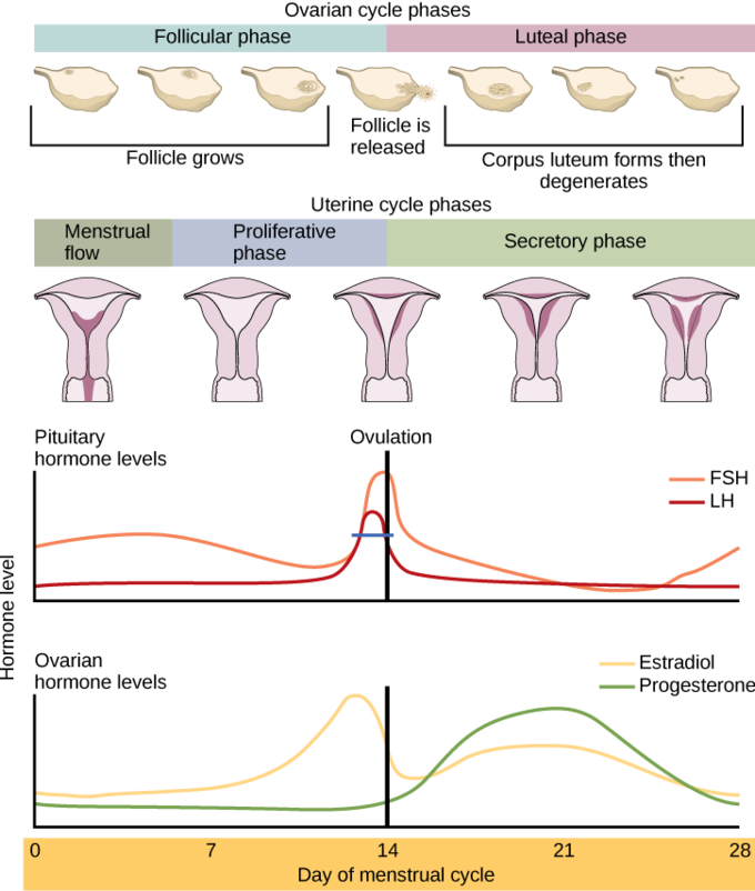 How is sperm production regulated