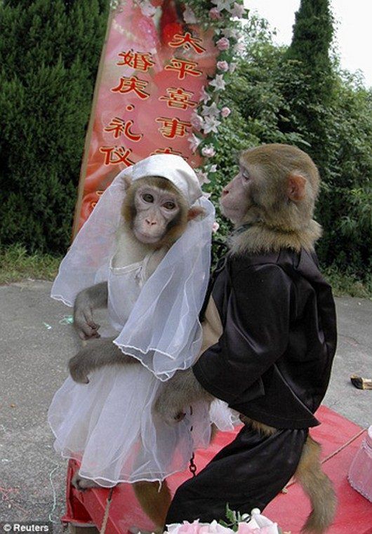 Funny pictures of monkeys getting married