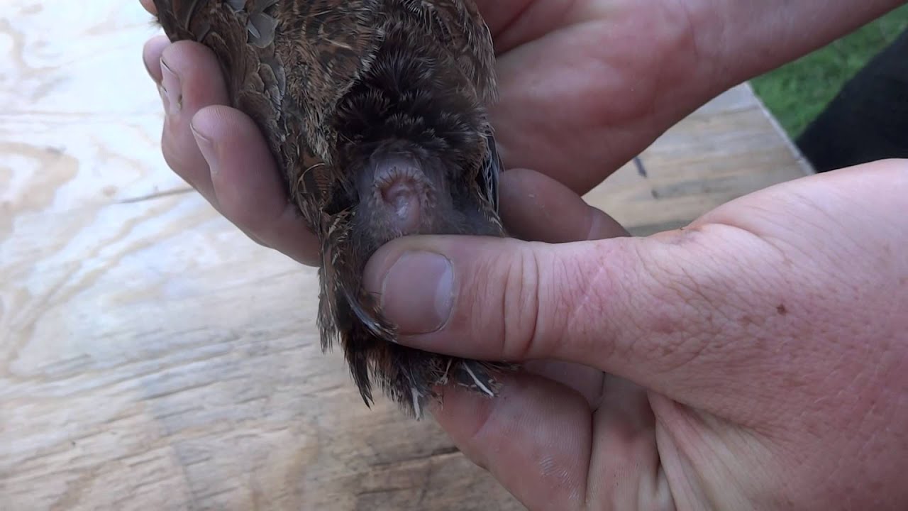 How to sex button quail
