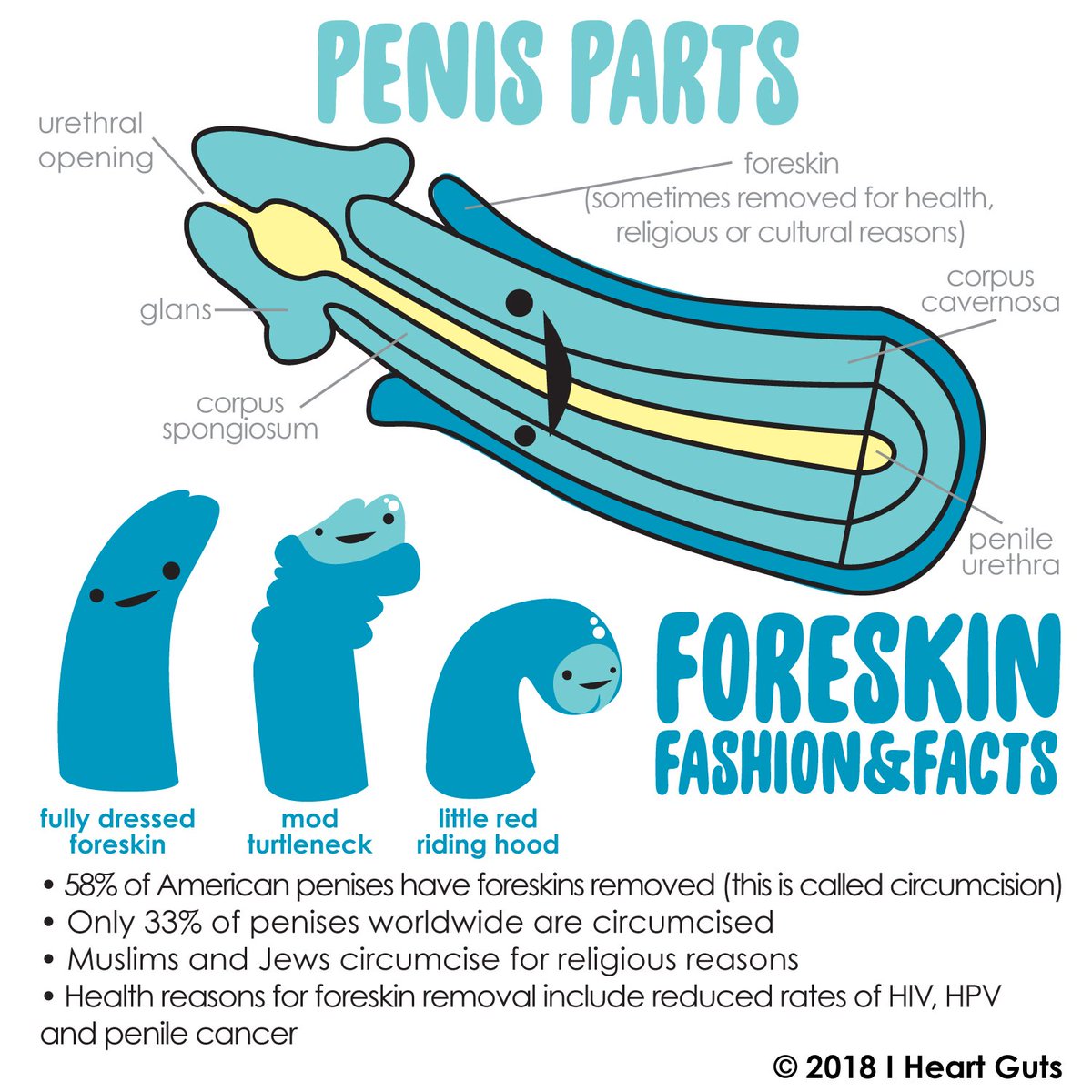 Most sensitive parts of a penis