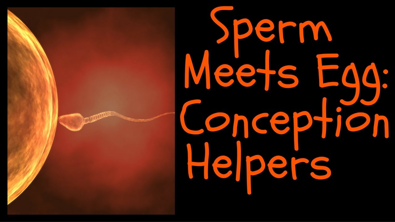 Sperm meeting ovum pics