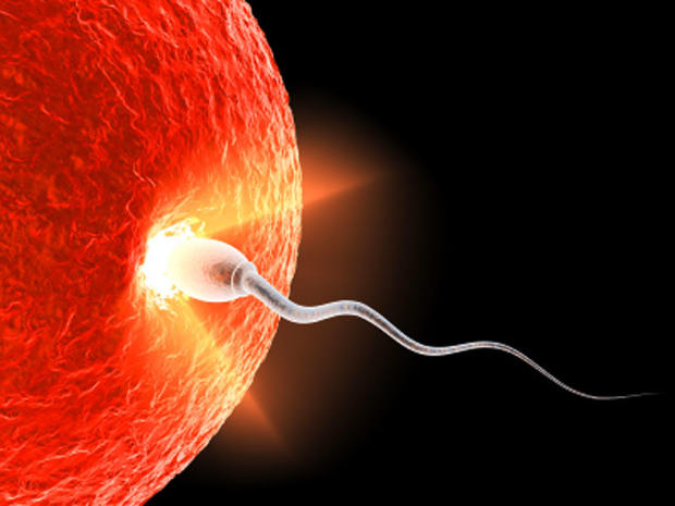 How do sperm penetrate chicken eggs